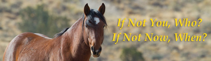 You can Help Save Wild Mustangs