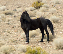 black-stallion-herd-002.jpg