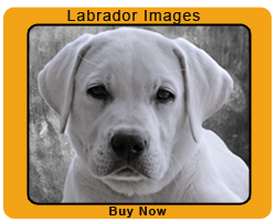 Labrador Images