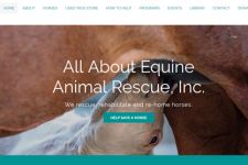 Photo of All About Equine Animal Rescue Photo of All About Equine Animal Rescue