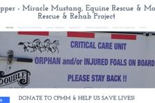 Photo of Chilly Pepper Mustang Rescue Photo of Chilly Pepper Mustang Rescue