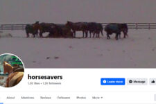 Photo of HorseSavers Photo of HorseSavers