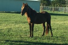 Photo of Mustang Horse and Burro Sanctuary Photo of Mustang Horse and Burro Sanctuary