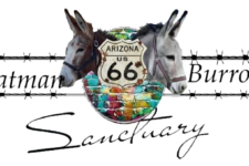 Photo of Oatman Burros Rehab and Recovery Sanctuary Photo of Oatman Burros Rehab and Recovery Sanctuary