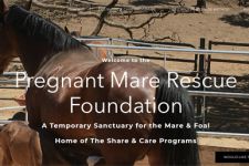 Photo of Pregnant Mare Rescue,Inc Photo of Pregnant Mare Rescue,Inc