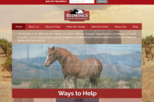 Photo of Redwings Horse Sanctuary Photo of Redwings Horse Sanctuary