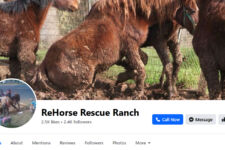 Photo of ReHorse Rescue Ranch Photo of ReHorse Rescue Ranch