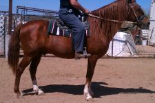 Photo of Renewed Spirits Hooved Animal Rescue Photo of Renewed Spirits Hooved Animal Rescue