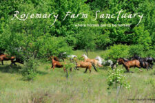 Photo of Rosemary Farm Sanctuary Photo of Rosemary Farm Sanctuary