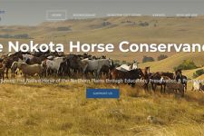 Photo of The Nokota Photo of The Nokota