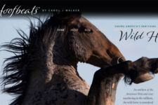 Photo of Wild Hoofbeats Photo of Wild Hoofbeats
