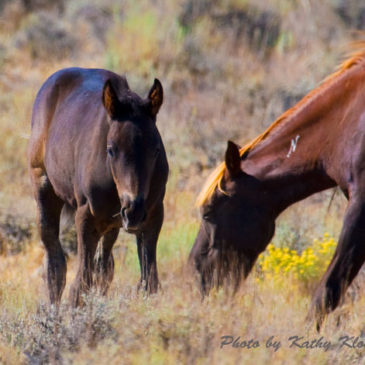 Wild Mustang Horses