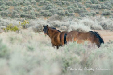Wild Mustang Herd