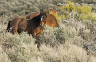 Wild Mustang Stallion