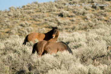 Wild Mustang Herd Nevada