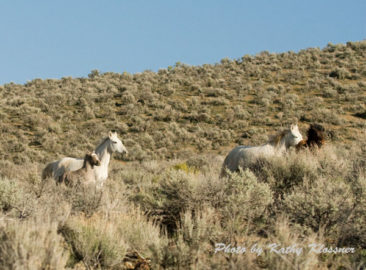Wild Mustang Herd Nevada
