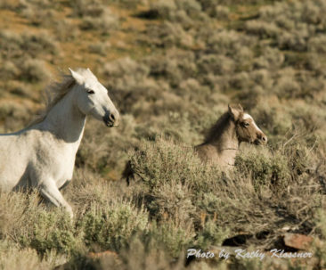 Wild Mustang running with foal