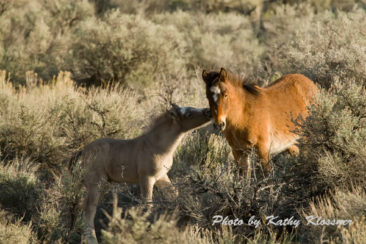 Wild Mustang Foals