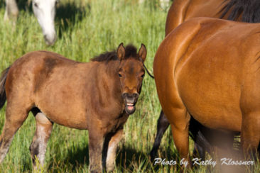 Wild Mustangs Picture