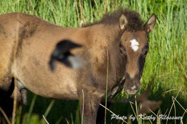Wild Mustangs Foal Image
