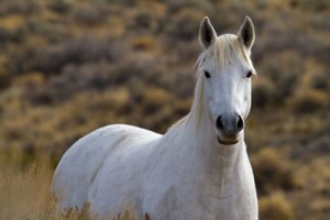 Wild Mustang Mare