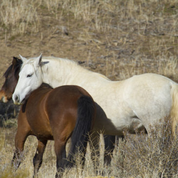 Wild Mustangs in Danger