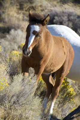 Wild Horses in North America