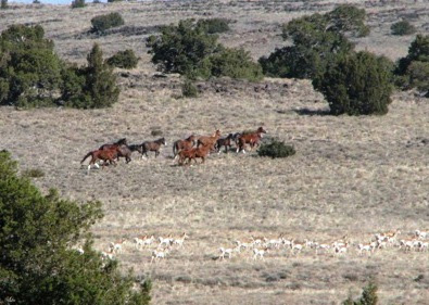Massacre Lakes Herd Wild Mustangs