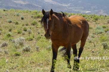 Wild Mustang Stallion Picture
