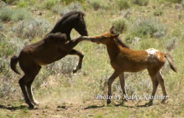 Wild Mustang Foals Playing