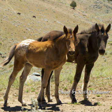 Wild Mustang Foals