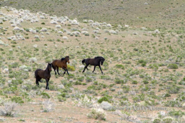 Wild Mustang Stallions
