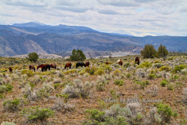 Wild Mustang Herd