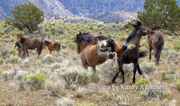 Wild Mustang Stallions Fighting