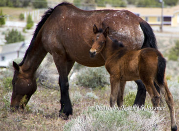 Wild Mustang Foal and Mare