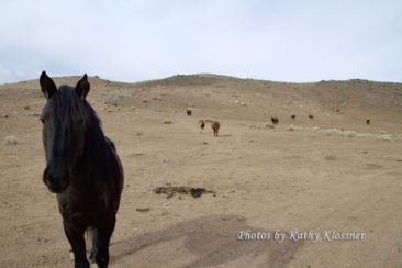 Black Stallion Herd - Carson City
