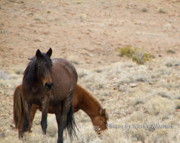 Black Stallion Herd - Carson City