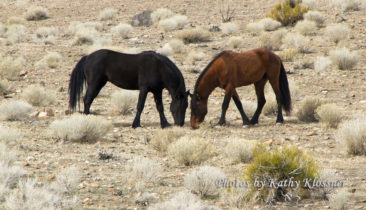 Wild Stallion Mustangs