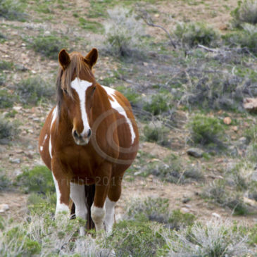 Wild Paint Mustang Mare