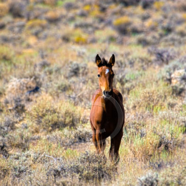 Young baby Mustang horse with a white star