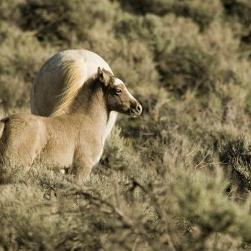 Grey Mustang foal in Nevada