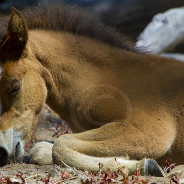 Baby Mustang foal named Elvis