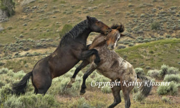 Mustang Stallions Fighting
