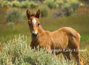 Mustang Baby Horse