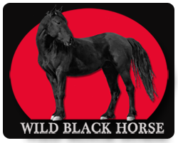 Wild Black Horses Photography