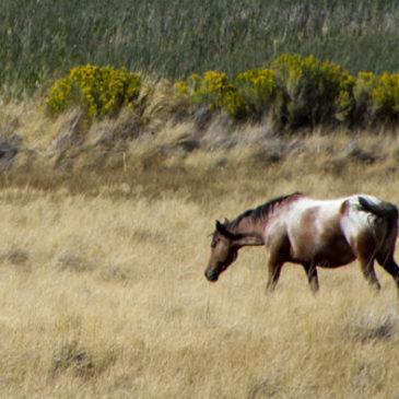 Wild Appaloosa Mustang
