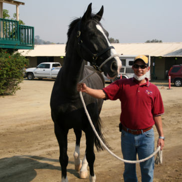 Del Mar Fairgrounds Horse Rescue