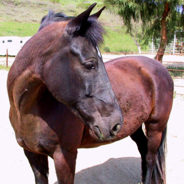Elder Horse Care - Picture of a Morgan Horse