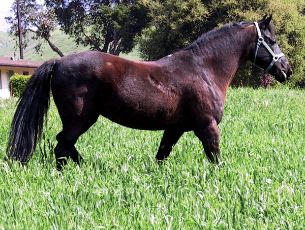 Morgan Horse walking through grass