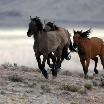 Wild Horses Running